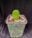 Euphorbia Suzannae