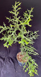 Euphorbia Stenoclada
