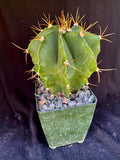 Astrophytum ornatum