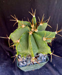 Astrophytum ornatum