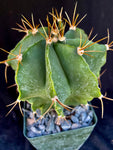 Astrophytum ornatum