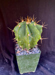 Astrophytum ornatum