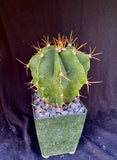 Astrophytum ornatum