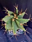 Astrophytum ornatum