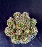 Mammillaria giselae