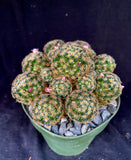 Mammillaria giselae