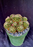 Mammillaria giselae