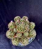 Mammillaria giselae