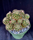 Mammillaria giselae