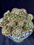 Mammillaria giselae