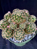 Mammillaria giselae