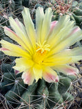 Thelocactus davisii