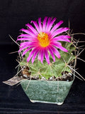 Thelocactus matudae