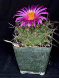 Thelocactus matudae