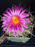 Thelocactus matudae