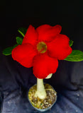 Adenium cv. Black Rubi