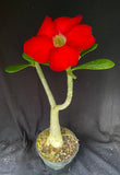 Adenium cv. Black Rubi