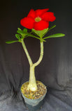 Adenium cv. Black Rubi