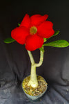 Adenium cv. Black Rubi