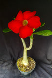 Adenium cv. Black Rubi