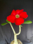 Adenium cv. Black Rubi