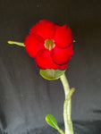 Adenium cv. Double Red