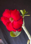 Adenium cv. Double Red