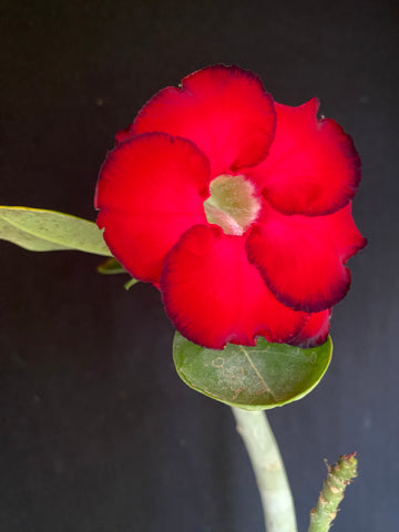Adenium cv. Double Red