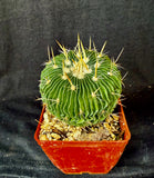 Stenocactus multicostatus SB 1147