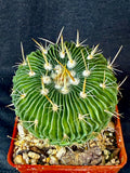 Stenocactus multicostatus SB 1147