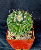 Stenocactus multicostatus SB 1147