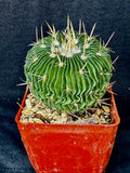 Stenocactus multicostatus SB 1147