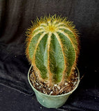 Notocactus magnificus