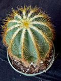 Notocactus magnificus