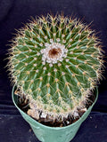 Notocactus schummanianus