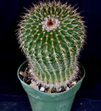 Notocactus schummanianus