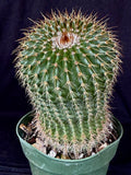 Notocactus schummanianus