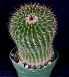 Notocactus schummanianus