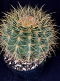 Echinocactus grusonii