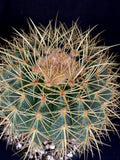 Echinocactus grusonii