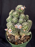 Mammillaria giselae