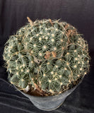 Mammillaria sphaerica