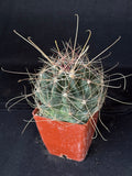 Thelocactus davisii