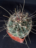 Thelocactus davisii