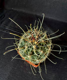 Thelocactus davisii