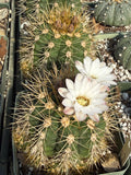 Gymnocalycium chacoense