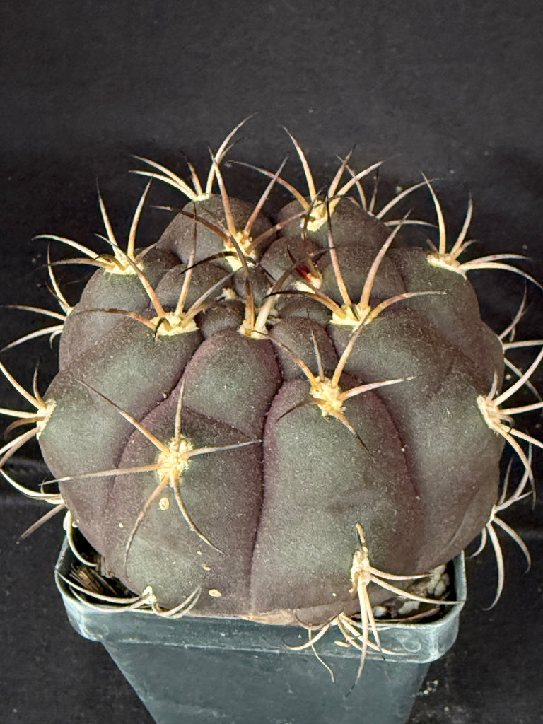 Gymnocalycium pflanzii v. albipulpa