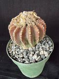 Discocactus horstii