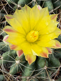 Thelocactus davisii