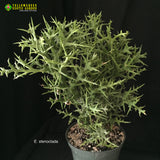 Euphorbia Stenoclada